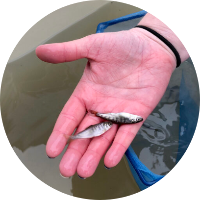 hand holding two small salmon