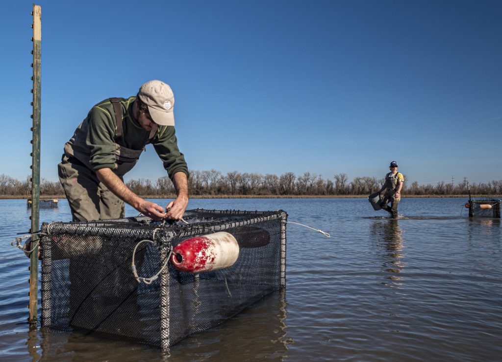 UC Davis Team placing lab-reared salmon into protective cages. (Photo by Peter Aronson)