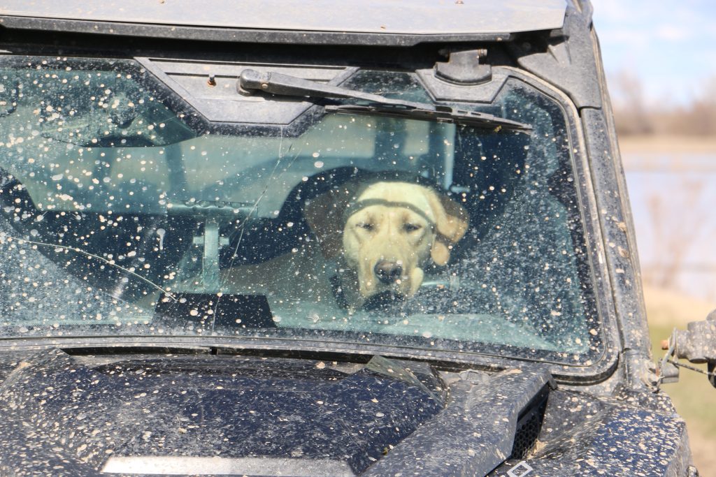 The project rice farmers’ lab, Opie, sad yet again because he can’t come out and play with the field crew