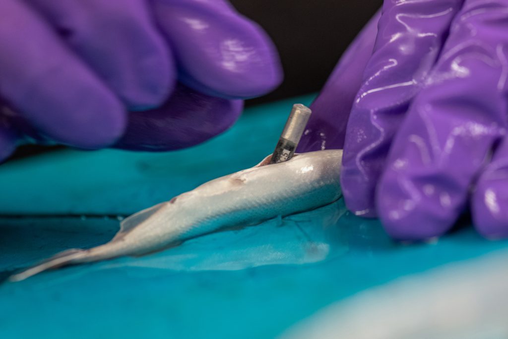Close-up photo of a JSATS tag being inserted during a surgical procedure. (Photo by Brian Baer)