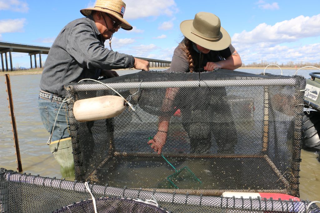 Member of the UC Davis Team and a grower’s employee working to remove salmon from a cage while in the field.