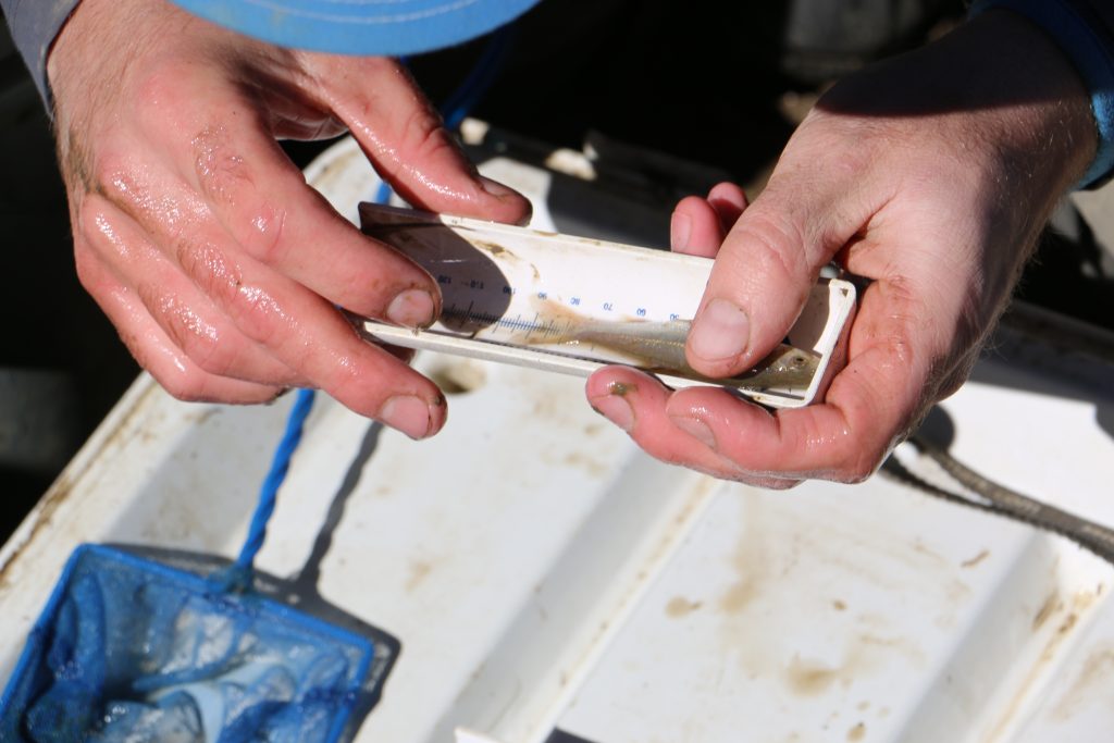 Minnow collected from the fyke net being measured. All fish, including non-salmon species, are all recorded in the count as part of studying the total fish community that is in the project field.