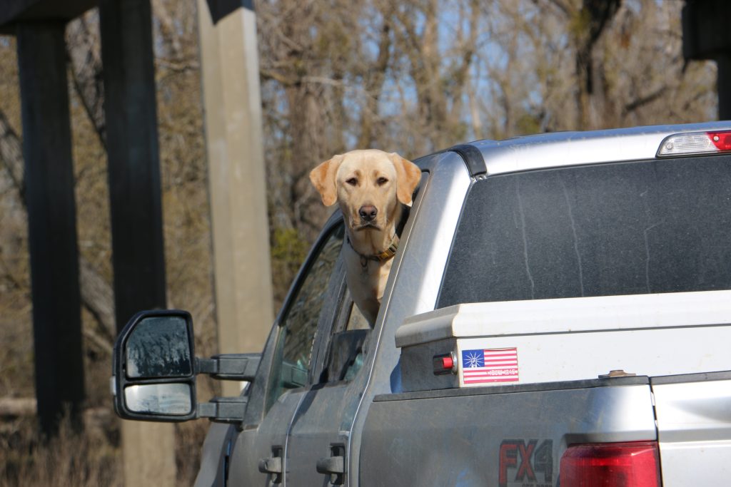 Rice grower’s dog, Opie, waiting patiently for him to return to the truck and let him run around in the mud.