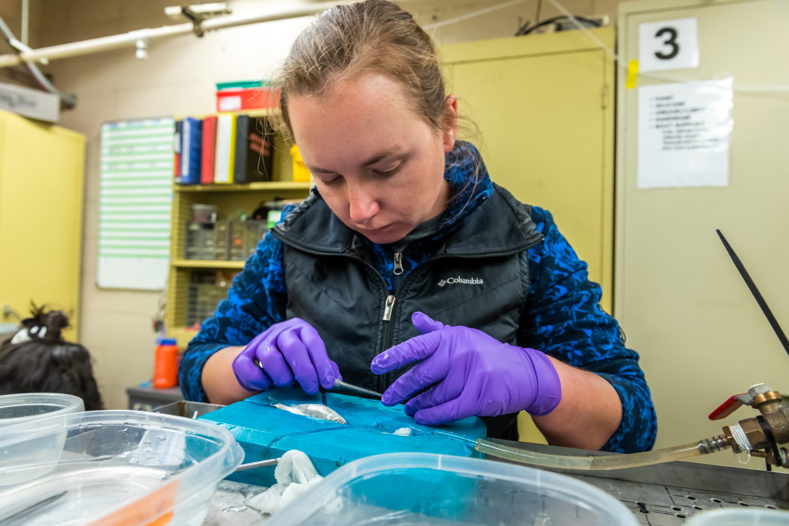 Salmon surgery at UC Davis to install tags into farmed fish, Tuesday, March 7, 2023. (Photo Brian Baer)