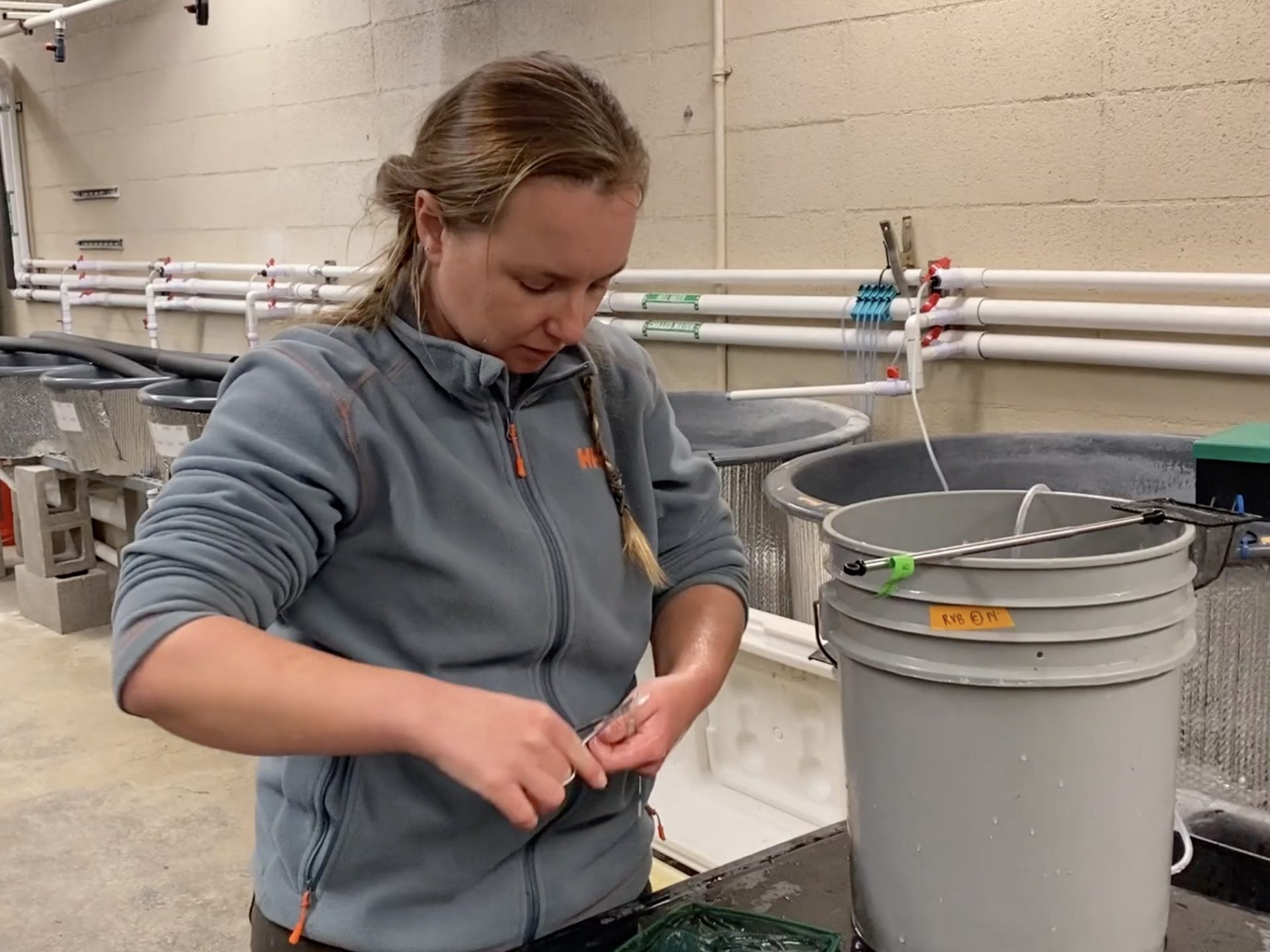 Alexandra Wampler gathering salmon for fin clipping.