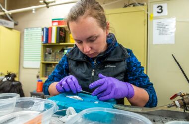Salmon surgery at UC Davis to install tags into farmed fish, Tuesday, March 7, 2023. (Photo Brian Baer)
